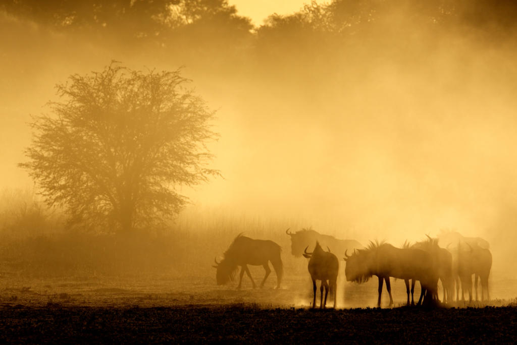 Ñus en el desierto de Kalahari (Sudáfrica)