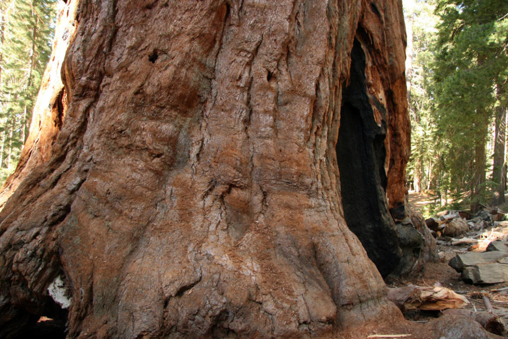 Secuoya gigante en Yosemite (Foto de Kevin Casper)