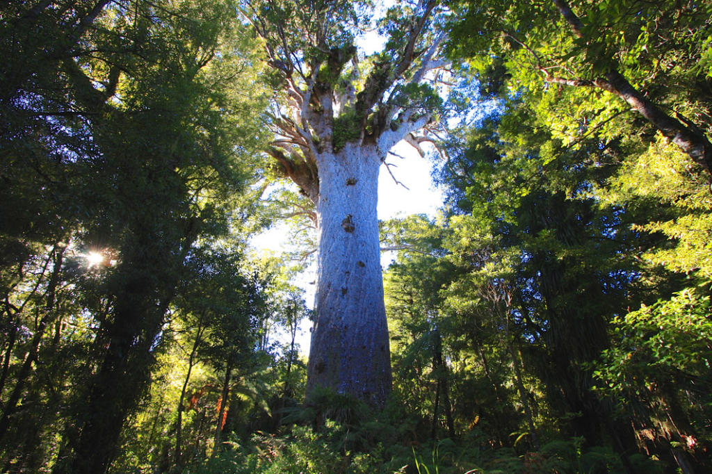 Waipoua Kauri Forest (Foto de iTravelNZ)