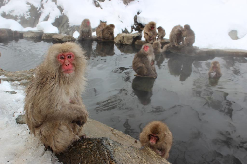 Monos de las nieves en Japón