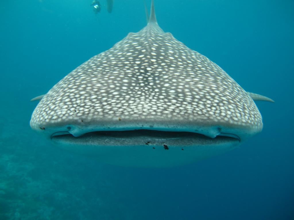 Tiburón ballena en las Maldivas