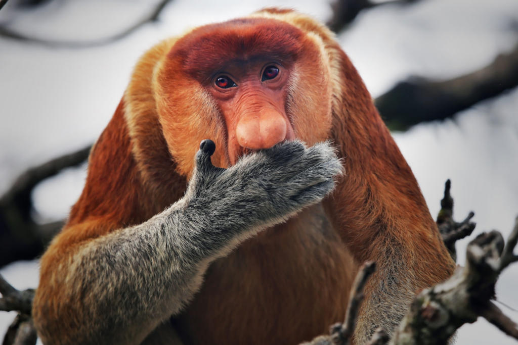 Monos narigudos en Borneo