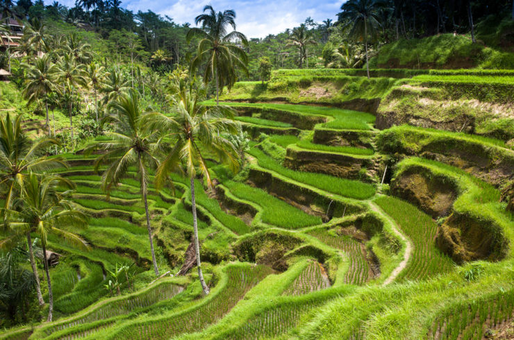 Arrozales de Bali