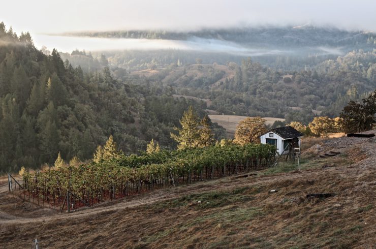 Bodega y viñas en Sonoma, California