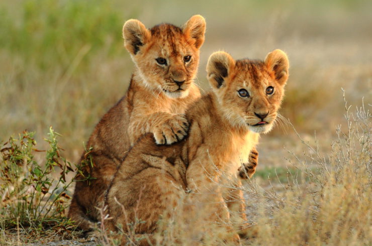 Cachorros de león en Tanzania