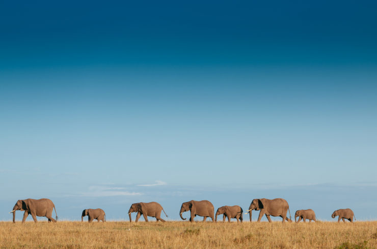 Familia de elefantes en Tanzania