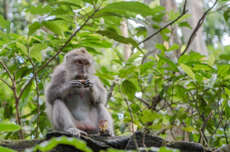 Macaco de cola larga en la Monkey Forest de Bali